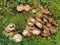 Colony of forest mushrooms in foliage and grass. Mixed forest