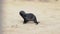 Colony of fur seal lies on the sandy beach. Wild sea animals at coastline.