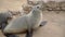 Colony of fur seal lies on the sandy beach. Wild sea animals at coastline.