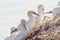 A colony of gannets stand on a sloping rock. sea in the background