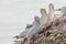 A colony of gannets stand on a sloping rock. sea in the background