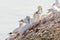 A colony of gannets stand on a sloping rock. They welcome each other, sea in the background