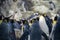 Colony of gentoo and emperor penguins sea birds