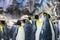 Colony of gentoo and emperor penguins sea birds