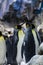 Colony of gentoo and emperor penguins sea birds