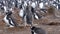 Colony of Gentoo penguins (Pygoscelis papua) at Volunteer Point