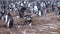 Colony of Gentoo penguins (Pygoscelis papua) at Volunteer Point