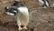 Colony of Gentoo penguins at Volunteer Point, Falkland Islands