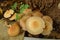 A Colony of Gilled Mushrooms of Agaricus Species