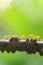 A colony of Green Ants having a conversation in a vine, bright transparent of ants, bokeh and natural green blur background