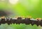 A colony of Green Ants having a conversation in a vine, bright transparent of ants, bokeh and natural green blur background