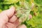 The colony of green aphids and the damage caused by it on a sheet of currants lie on a hand.