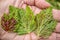 The colony of green aphids and the damage caused by it on a sheet of currants lie on a hand. Close up