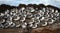 Colony of Grey Wader Birds Sleeping on a rock at ocean