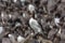 Colony of Guillemots - Island of Lunga - Scotland