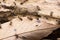 Colony of Hospitalitermes species of Termites on a rotten wooden log. brown color termites