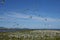 Colony of Kelp Gull on Carcass Island