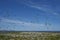 Colony of Kelp Gull on Carcass Island