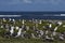 Colony of Kelp Gull on Sea Lion Island