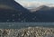 Colony of King Cormorants On The Beagle Channel