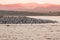 Colony of king cormorants Beagle Channel, Patagonia