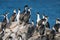 Colony of king cormorants Beagle Channel, Patagonia