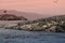 Colony of king cormorants Beagle Channel, Patagonia