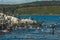 Colony of king cormorants Beagle Channel, Patagonia