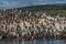 Colony of king cormorants Beagle Channel, Patagonia