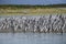 Colony of king cormorants Beagle Channel, Patagonia