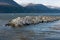 Colony of King Cormorants on Beagle Channel, Tierra Del Fuego