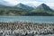 Colony of King Cormorants On Ilha Dos Passaros Located on the Beagle Channel, Tierra Del Fuego