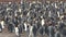 Colony Of King Penguins