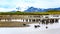 Colony of king penguins - Aptendytes patagonica - bathing seals at the beach with glacier, snowcapped mountains in South Georgia