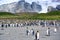 Colony of king penguins - Aptendytes patagonica - in front of green hills with tussock grass in South Georgia