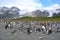 Colony of king penguins - Aptendytes patagonica - standing and laying in front of green hills, rocks, glacier in South Georgia