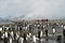 Colony of king penguins with human visitors, Antarctica. Tourists  between penguins on foggy day.