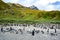 Colony of king penguins molting in beautiful landscape with tussock grass,  rocks, rugged  mountains, South Georgia