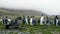 colony of king penguins on Salisbury Plain-001