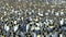 colony of king penguins on Salisbury Plain-002