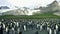 colony of king penguins on Salisbury Plain-007