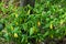 Colony of Large Flowered Bellwort â€“ Uvularia grandflora