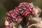 Colony of lime seed bugs, Oxycarenus lavaterae, posed on a plant under the sun