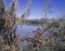 Colony of Little red flying fox bats