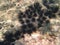 Colony of long-spined sea urchins at coral reef