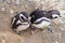 Colony of Magellanic Penguins