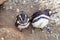 Colony of Magellanic Penguins