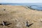 Colony of  Magellanic penguins on Magdalena island in Chile