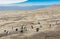 Colony of  Magellanic penguins on Magdalena island in Chile