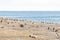 Colony of magellanic penguins on Magdalena island, Strait of Magellan, Chile